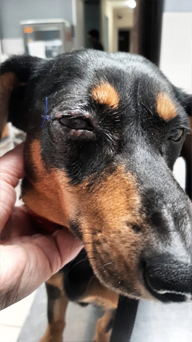 В клинике Сима вела себя очень спокойно