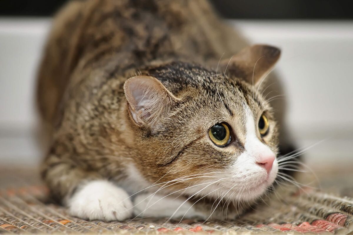 Кошка боится 