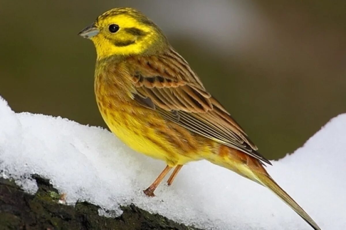    Чистый понедельник или Овсянки.