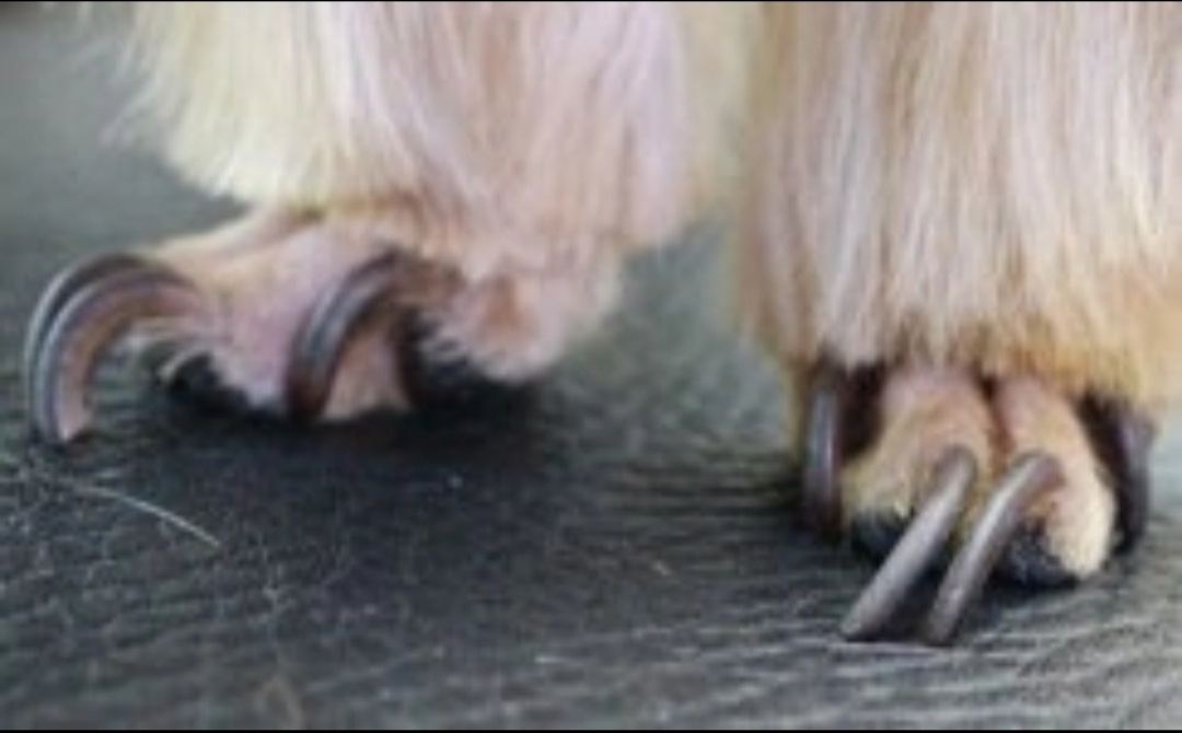 Жизнь без стресса, по мнению некоторых хозяев 