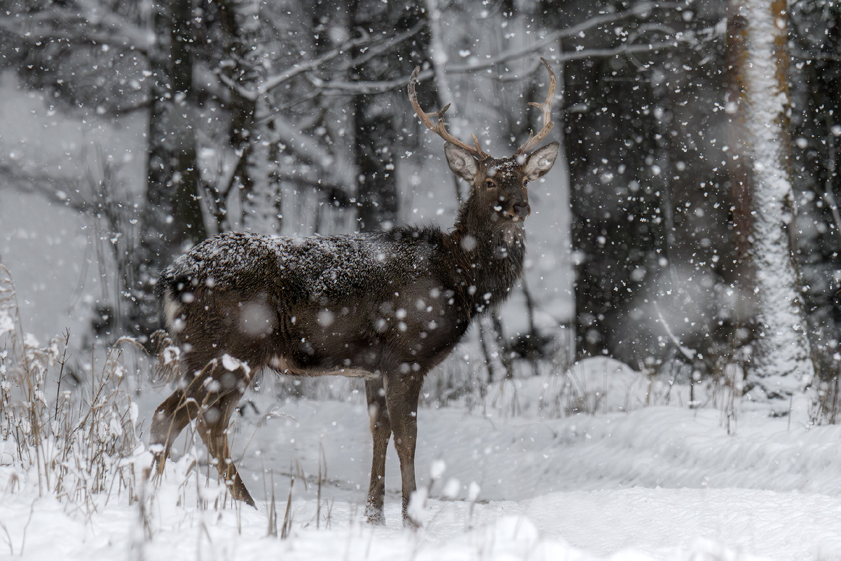 Пятнистый олень и пятна снега