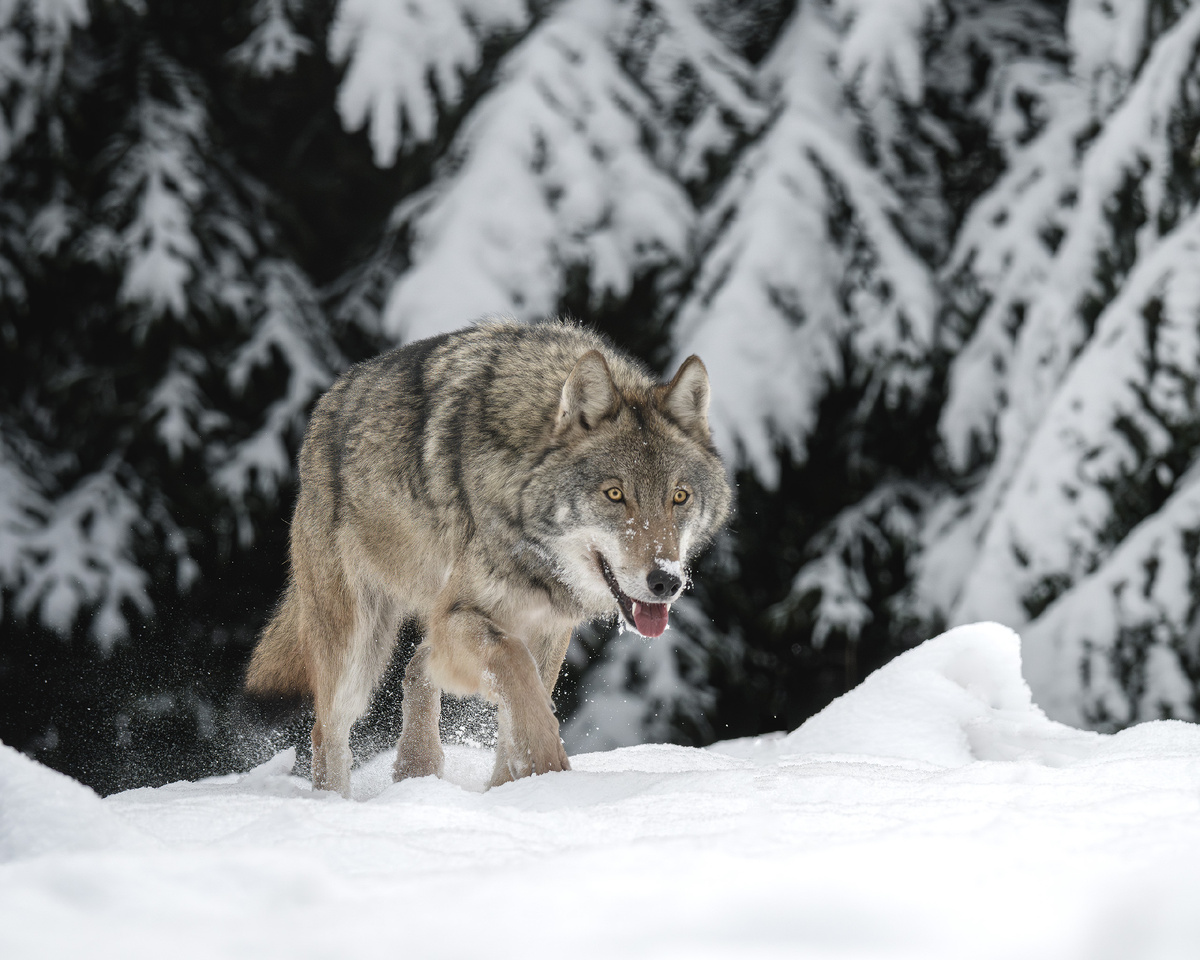 Из тёмной еловой крепости