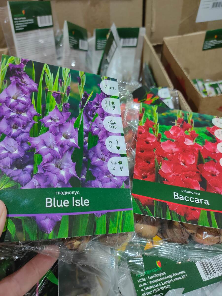 Сортов много, ничего необычного нет, но луковицы хорошие.