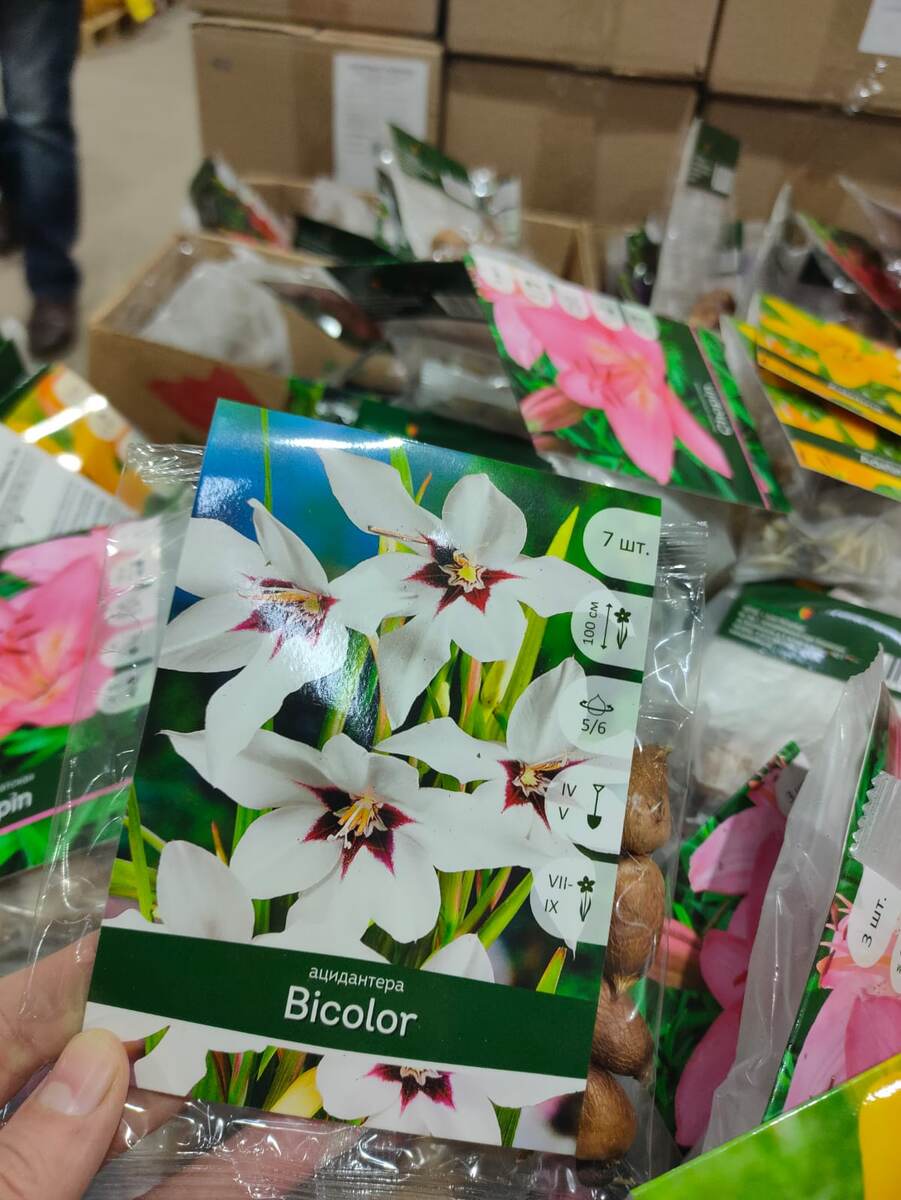 Ацидантера