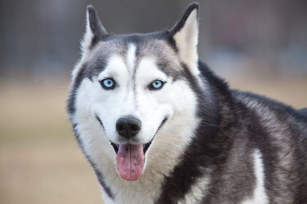 Собака - это, в первую очередь, зверь. Фото из открытого доступа.