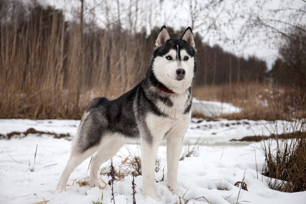Разве может такая милаха напасть? Как оказалось - может. Фото из открытого доступа.
