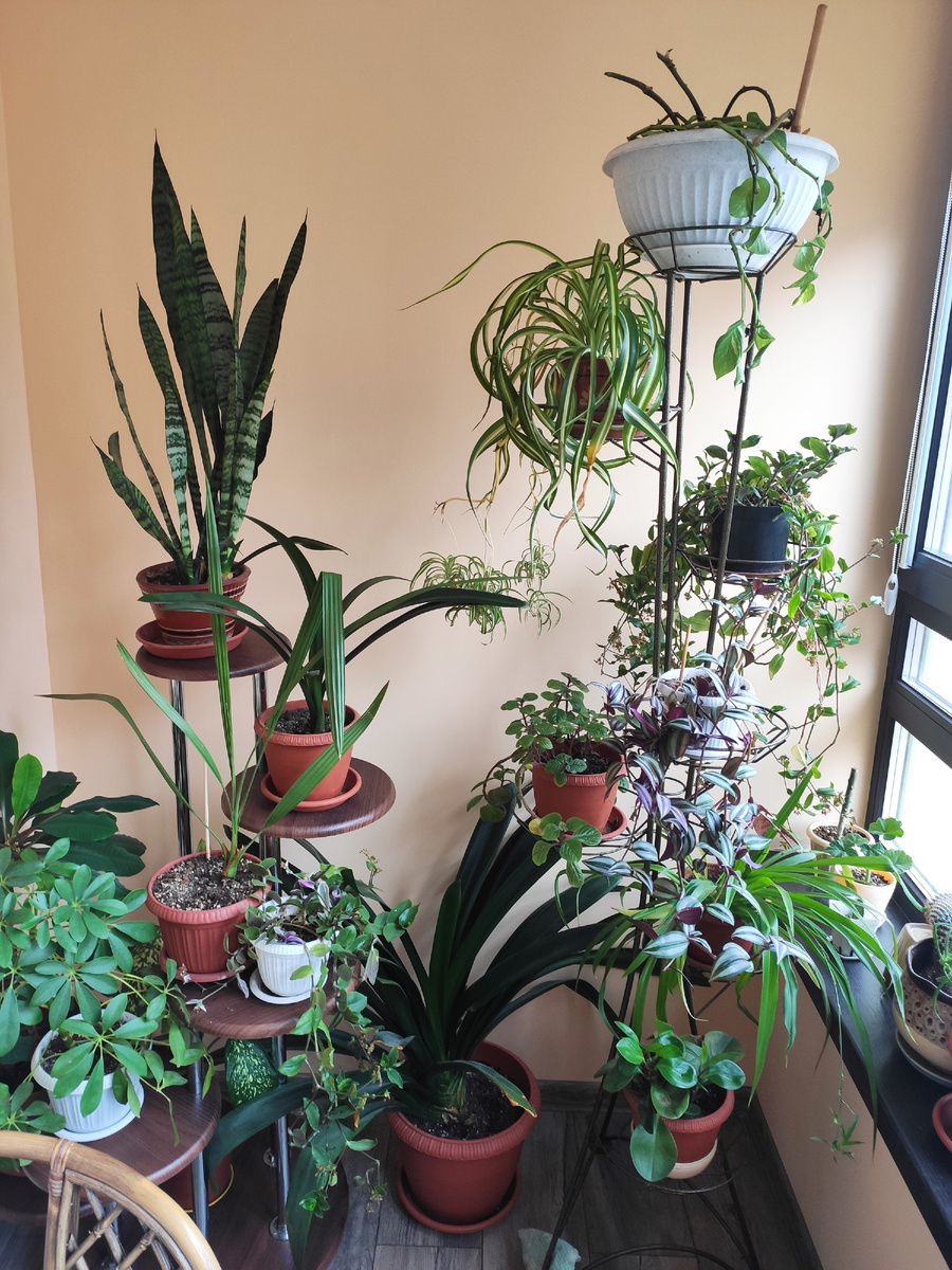 Мои зелёные питомцы