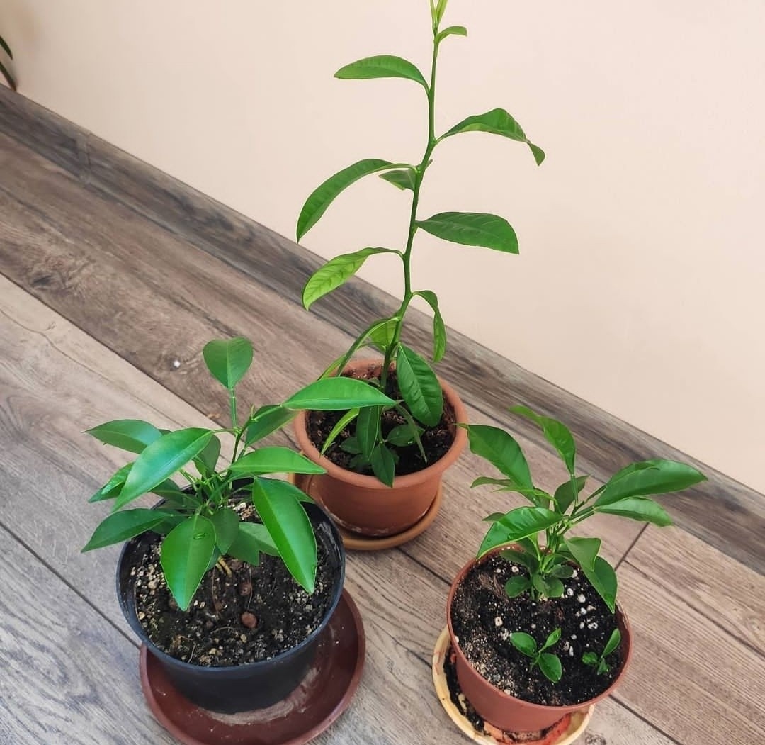 Лимон, апельсин и мандарин выращенные из косточек