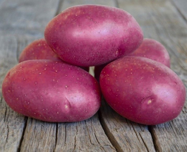 Фото: Клубни Картофель купить по выгодной цене в интернет-...  ozon.ru