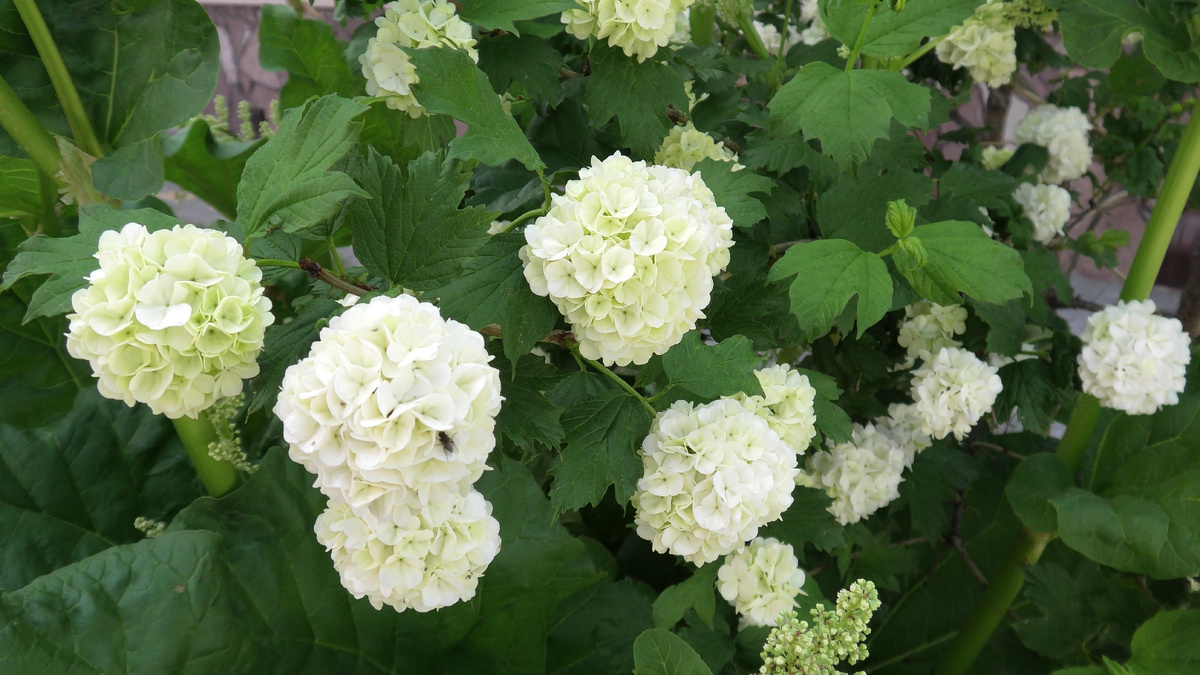 Калина Бульденеж. Фото автора канала Дом с кипарисами