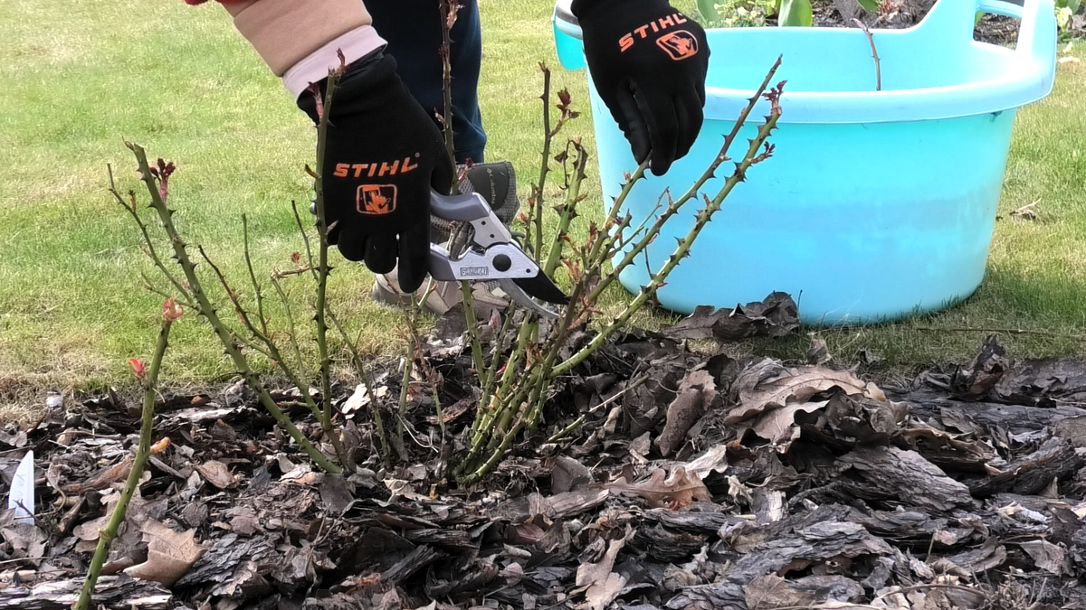 Фото автора канала Дом с кипарисами