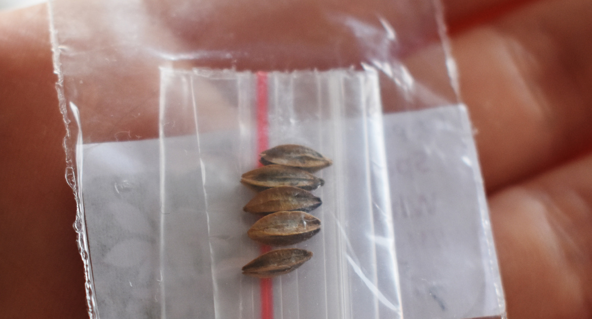 Явно семена, не драже, гауры