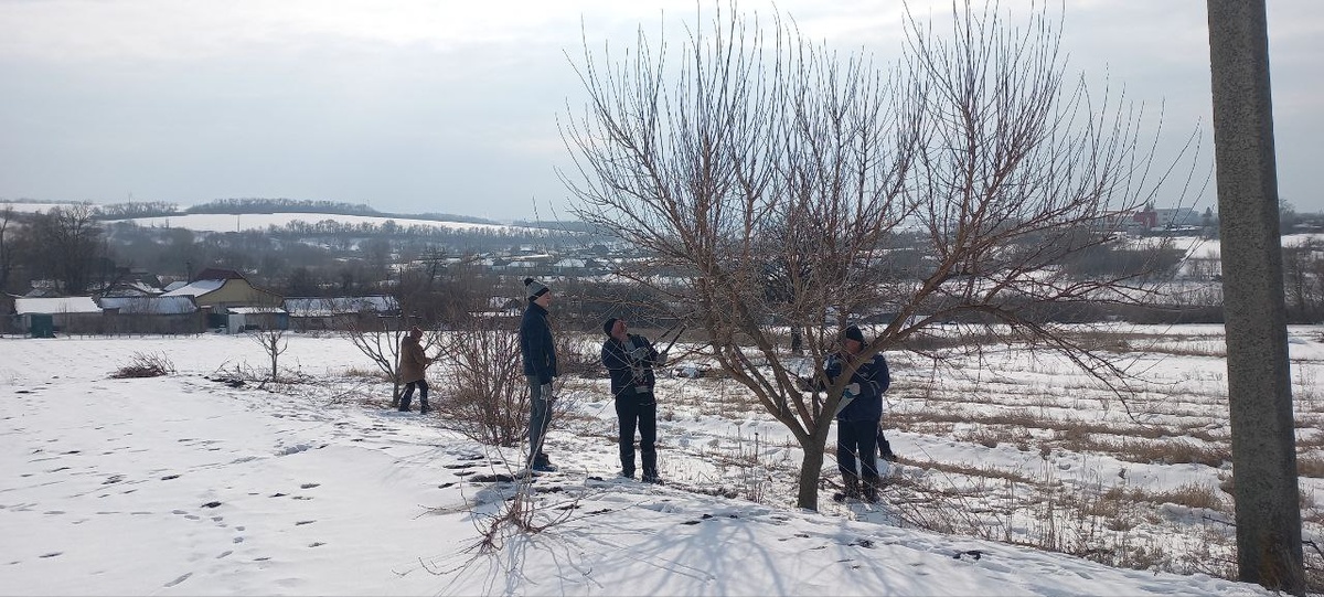 Шелковица, думают, что обрезать