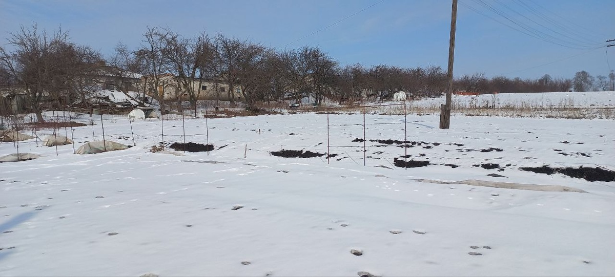 И еще виноградник