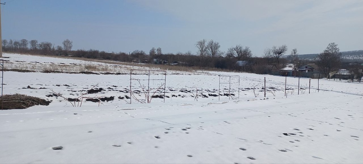 Виноградник