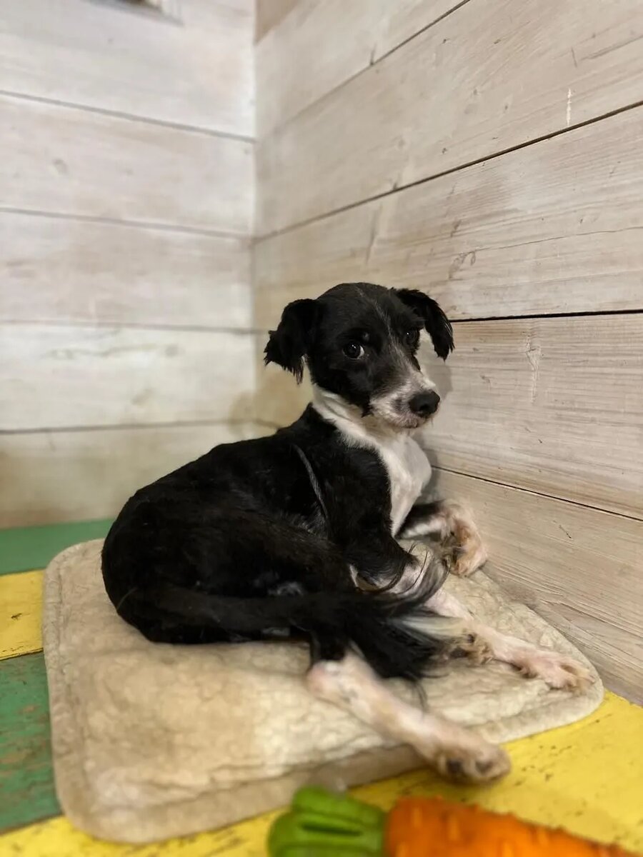 Тобика кастрировали и подстригли. Обиделся