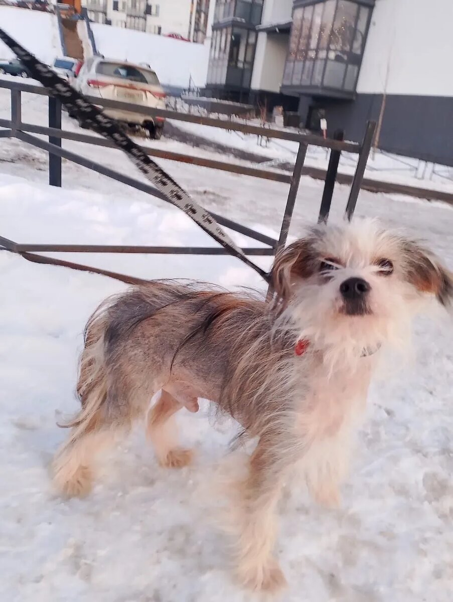 Эдика приучают к выгулу на поводке