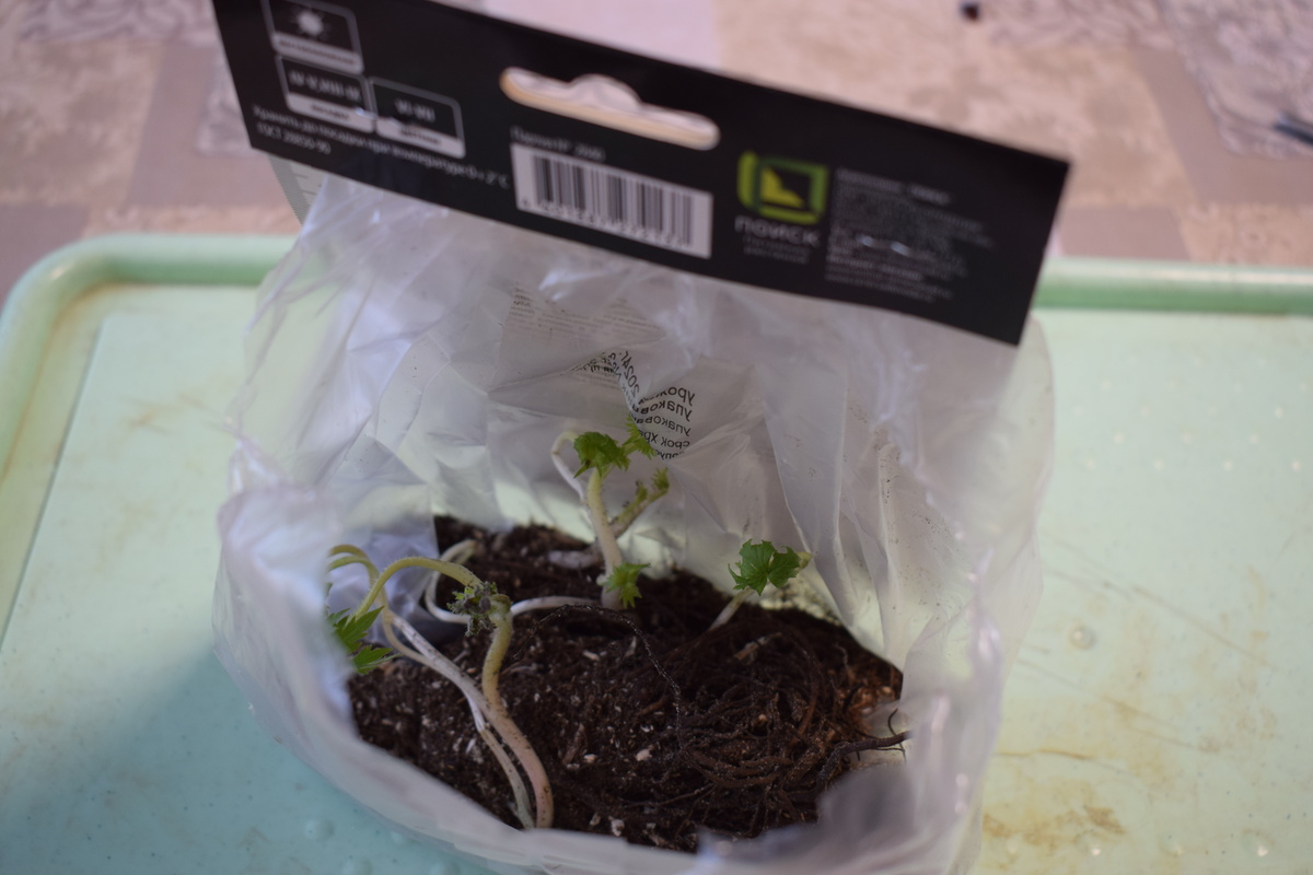 у меня дельфиниум с росточками(фото автора)