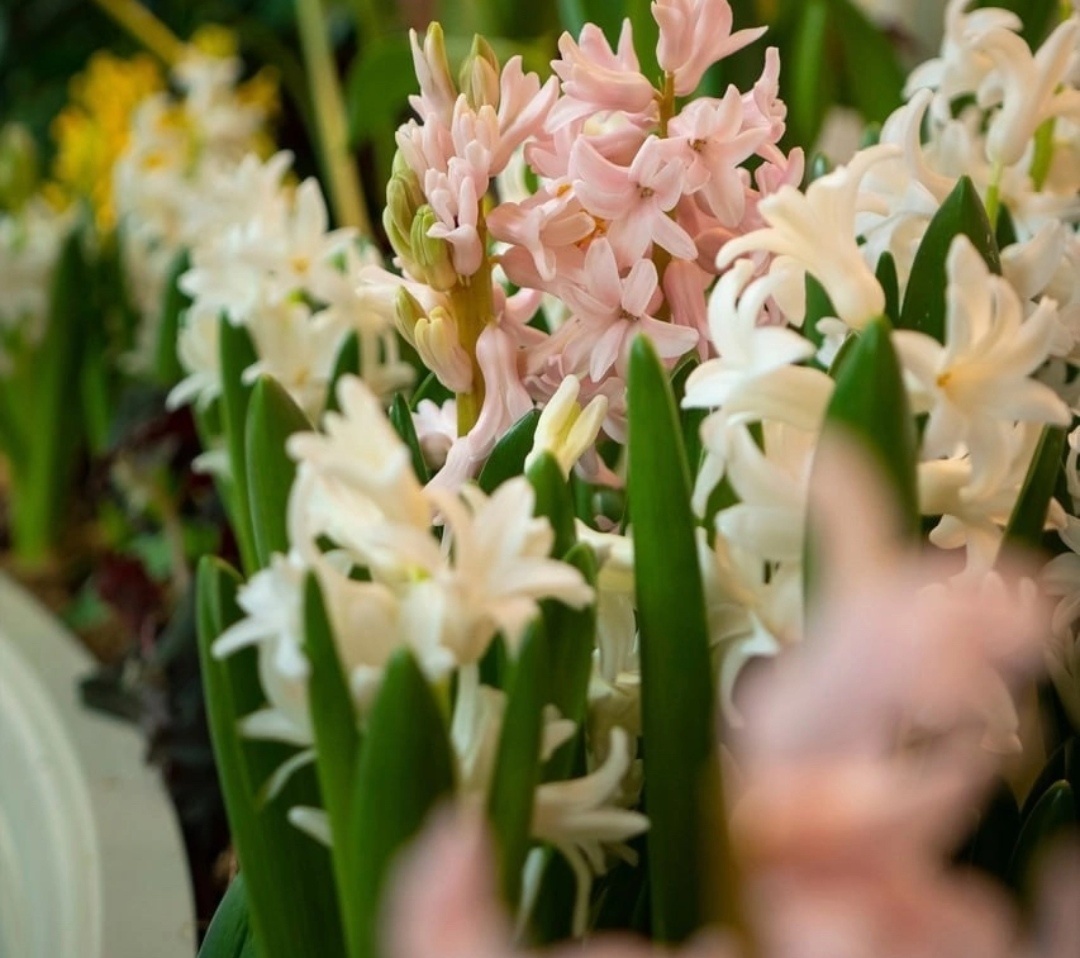 Фото из свободного доступа