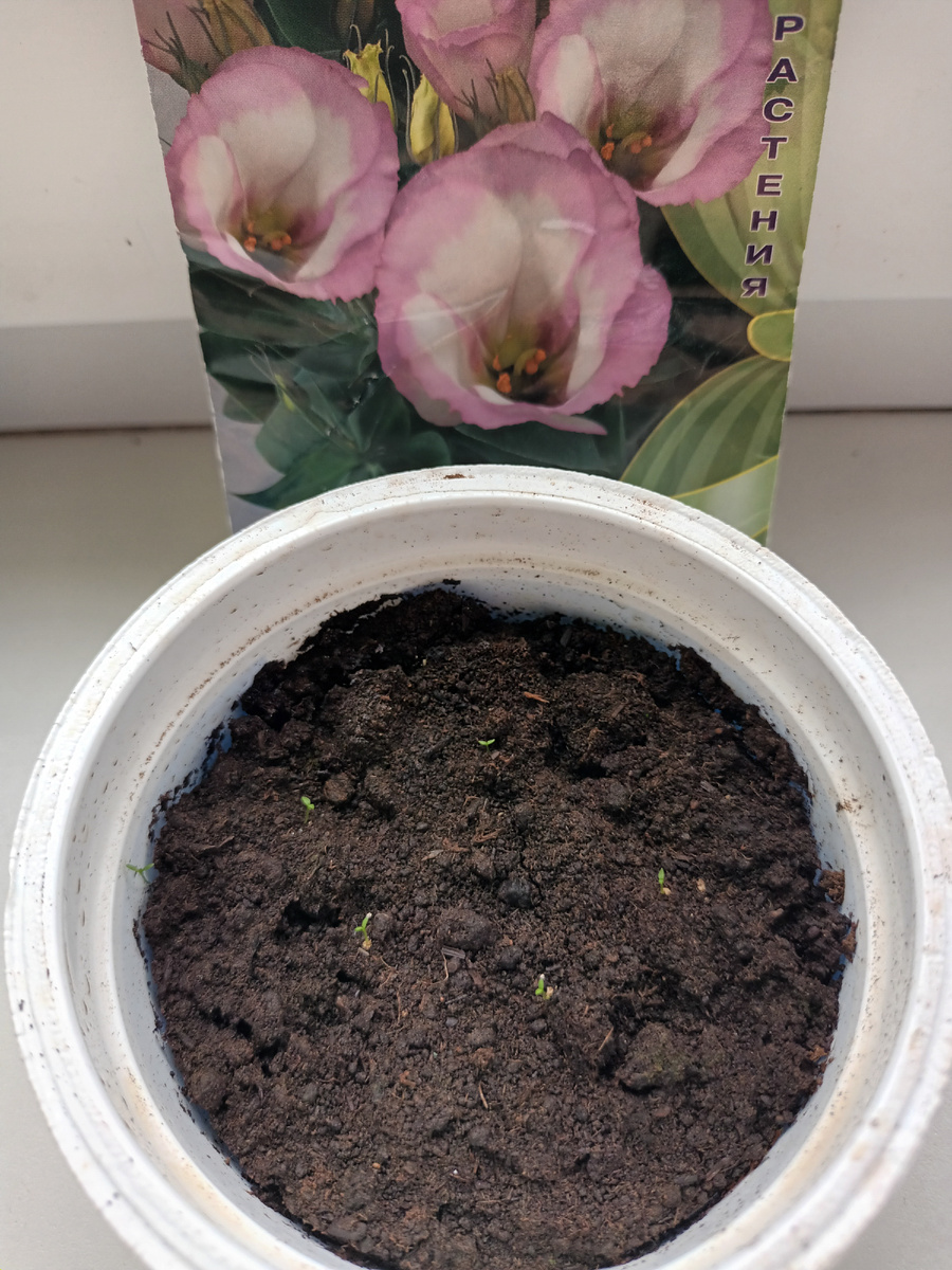 Только что взошла