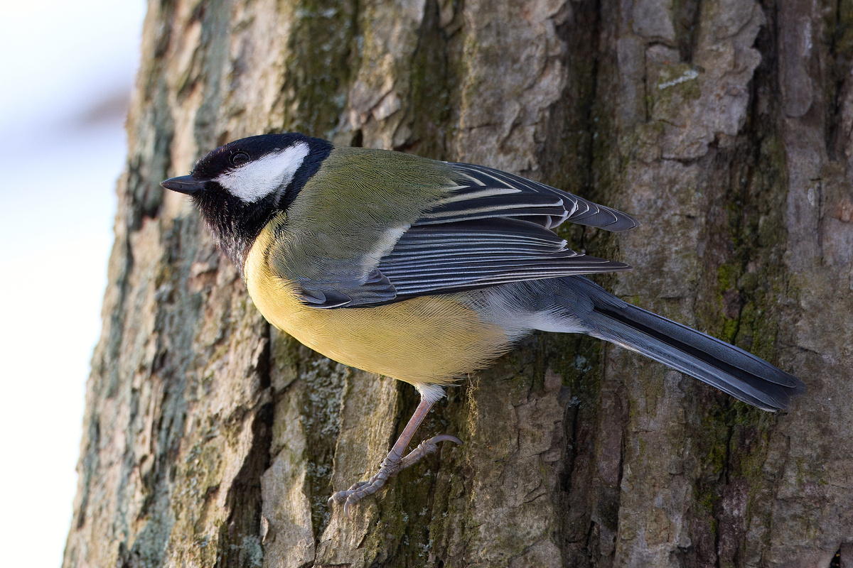 Синица из Остафьево