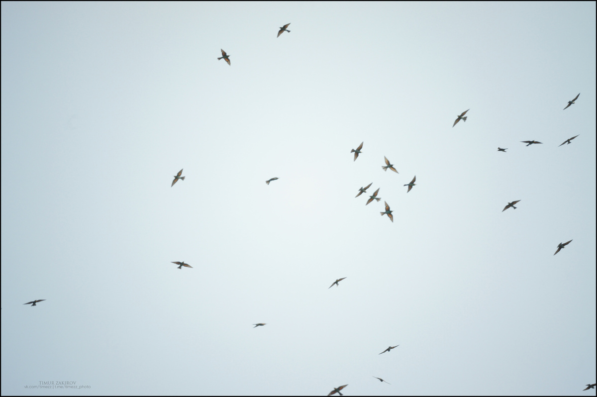 Жаль в резкость не попал, но картинка "со звуком")) 