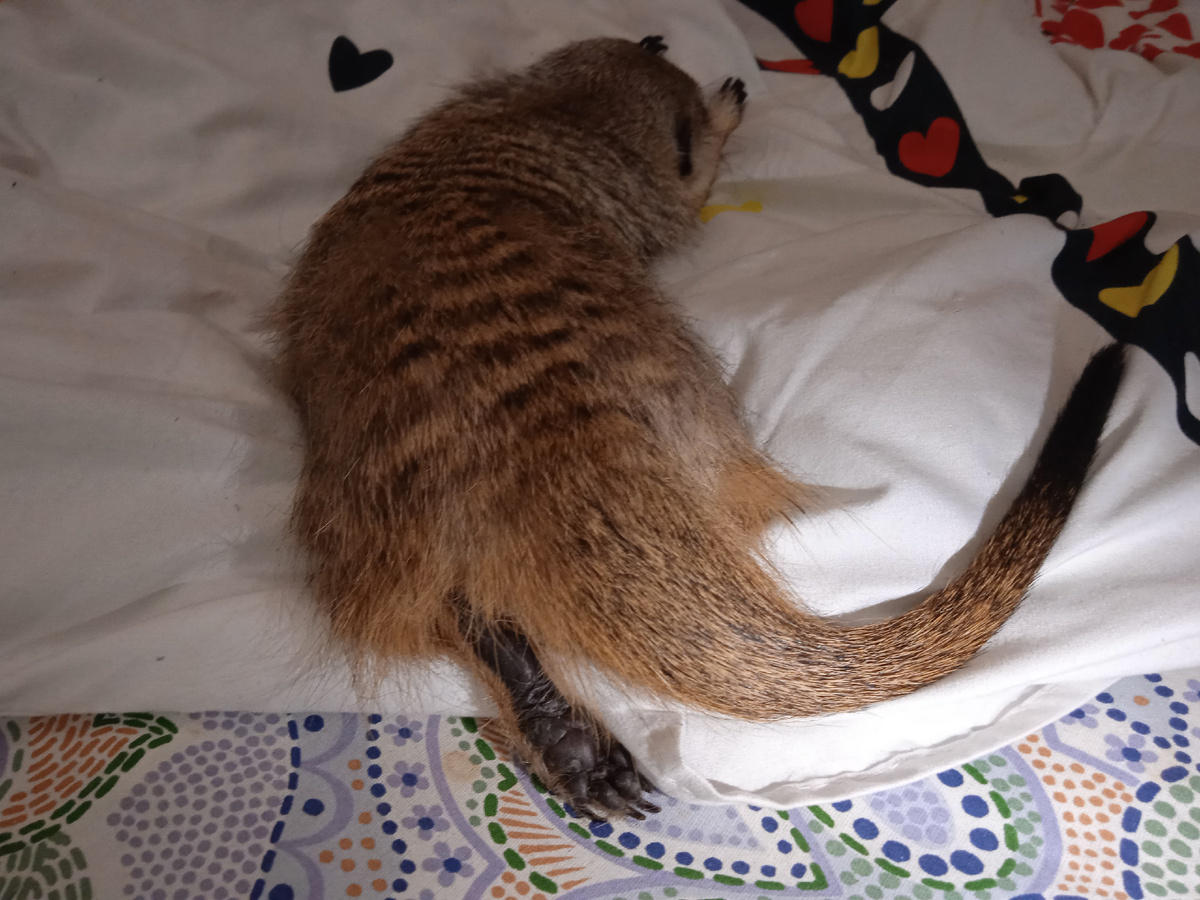 Милая кожаная лапка