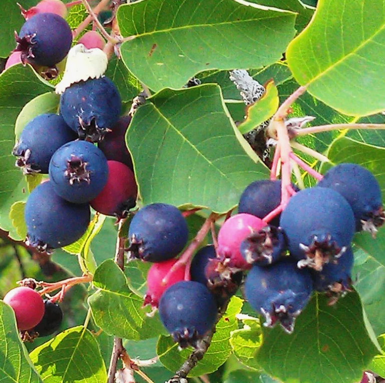 Дача. Сад. Цветы