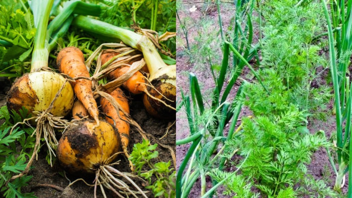Урожай лука, выращенный природным методом между грядками моркови. Средний размер луковицы 7-8 см