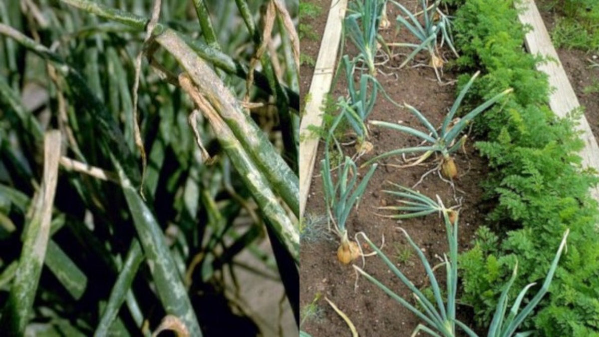 Слева - обычная грядка с признаками поражения вредителями. Справа - здоровые растения при совместной посадке