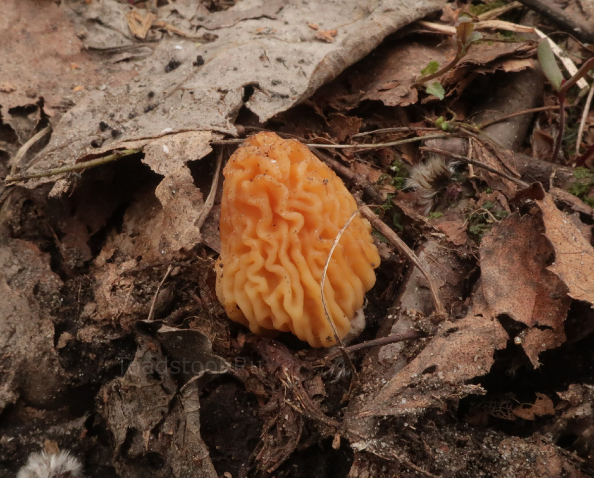 Новорожденная шапочка. Ну да, слегка забегаем  вперёд... (фото И.Лебединского)