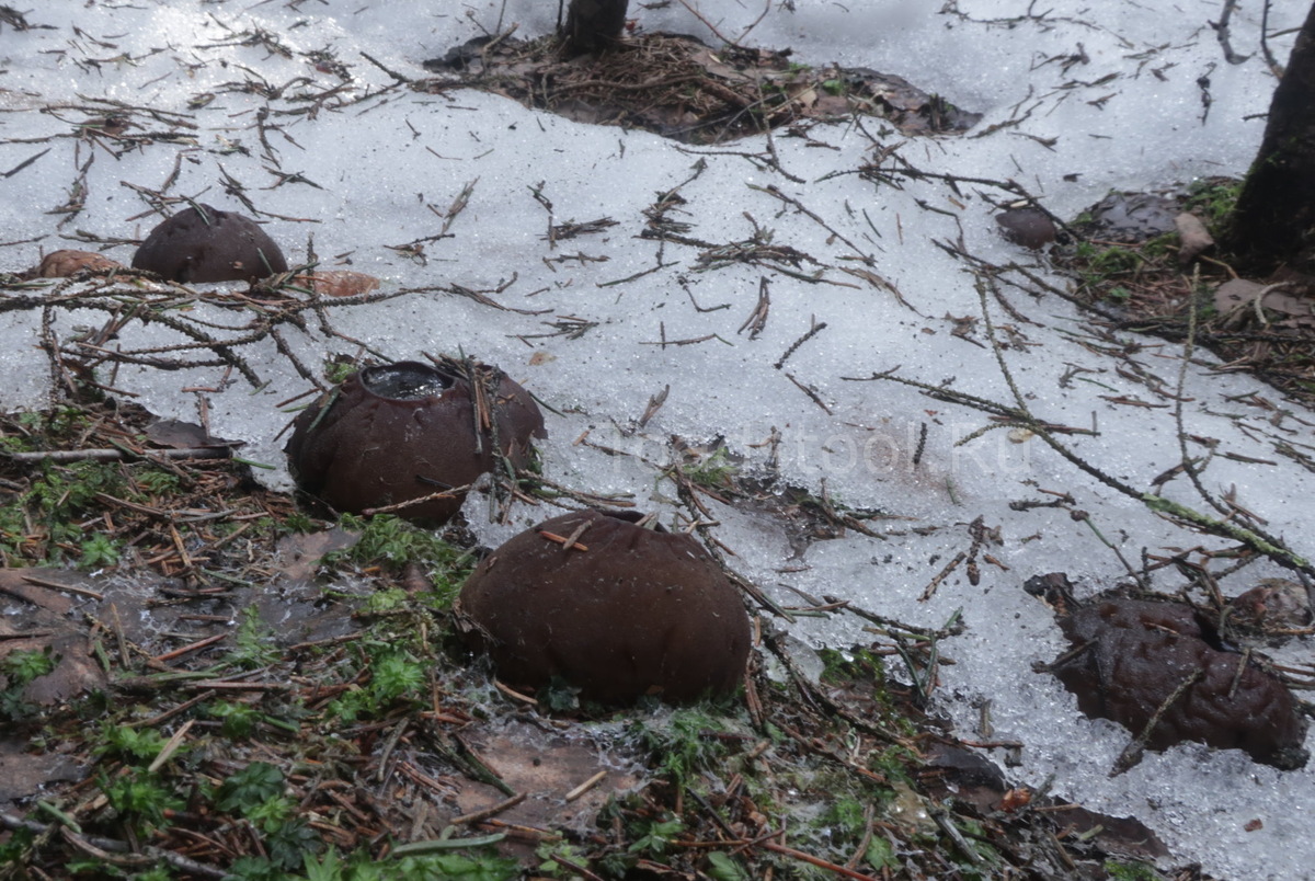 Снег приходит, и снег уходит, а грибы пребываают вовеки (фото И.Лебединского)