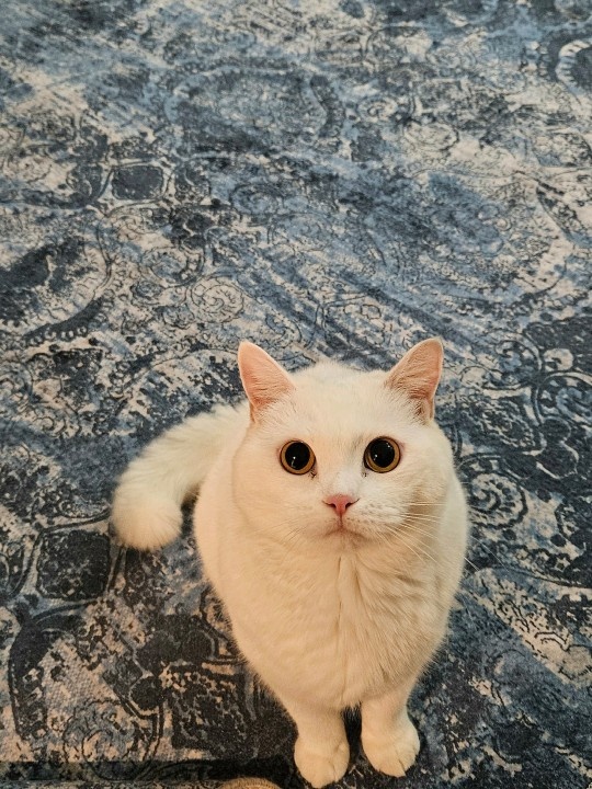 Модель кошка Верба 