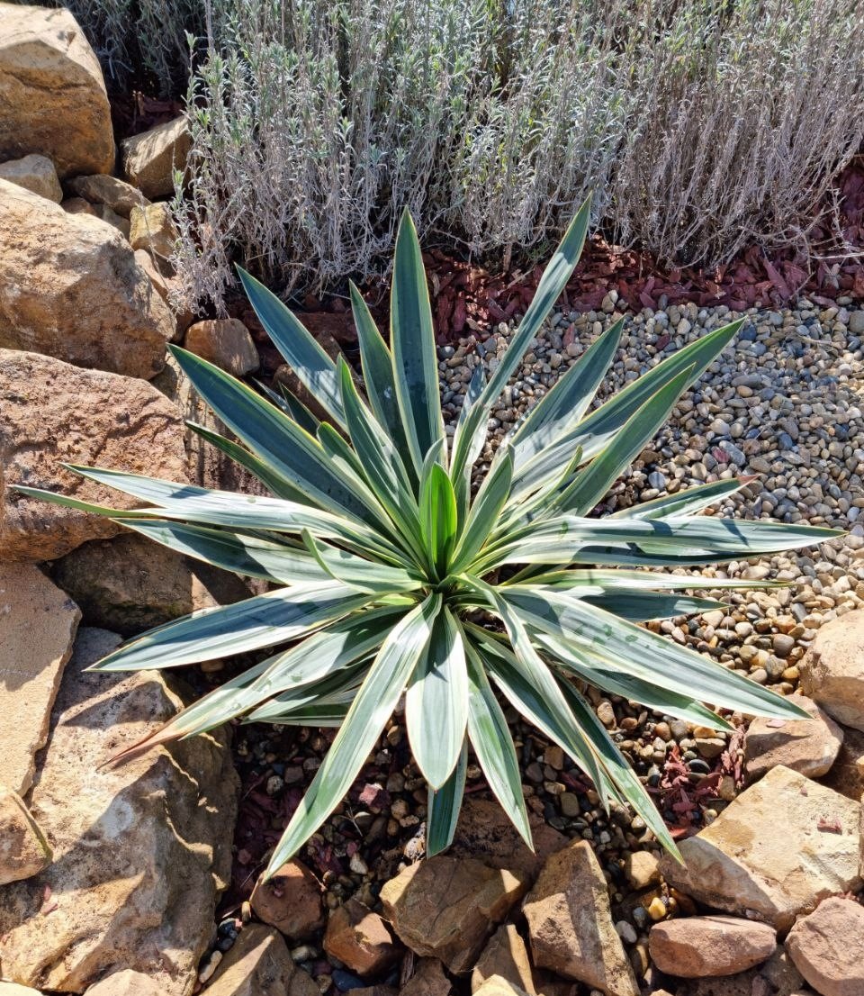 Yucca gloriosa Variegata - фото сделано в феврале '24 г. - как видно, феврали бывают разные 😉