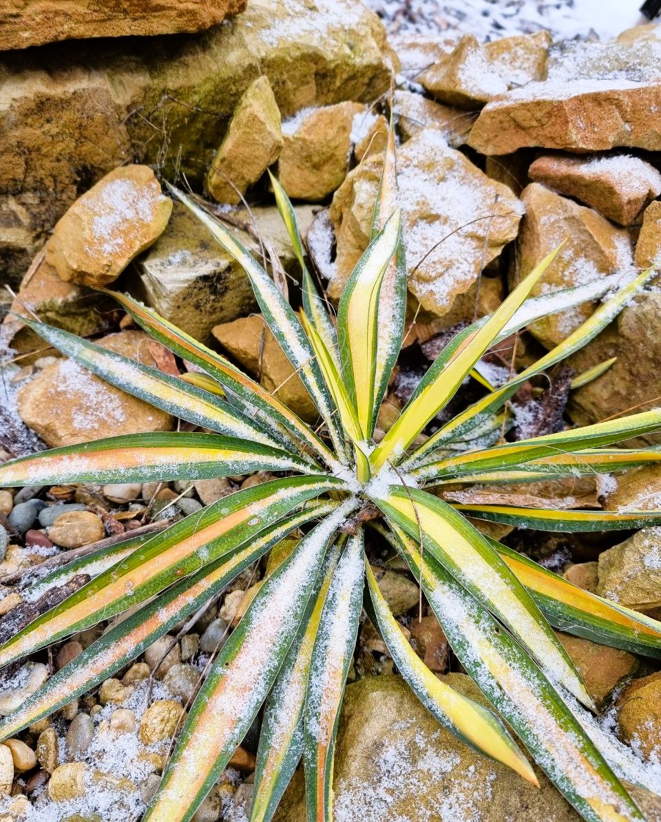 Yucca filamentosa 'Colour Guard' - первая зимовка в Анапе после переезда из Москвы. Этот сорт считается очень морозостойким - подходит для экспериментов по продвижению на север. 