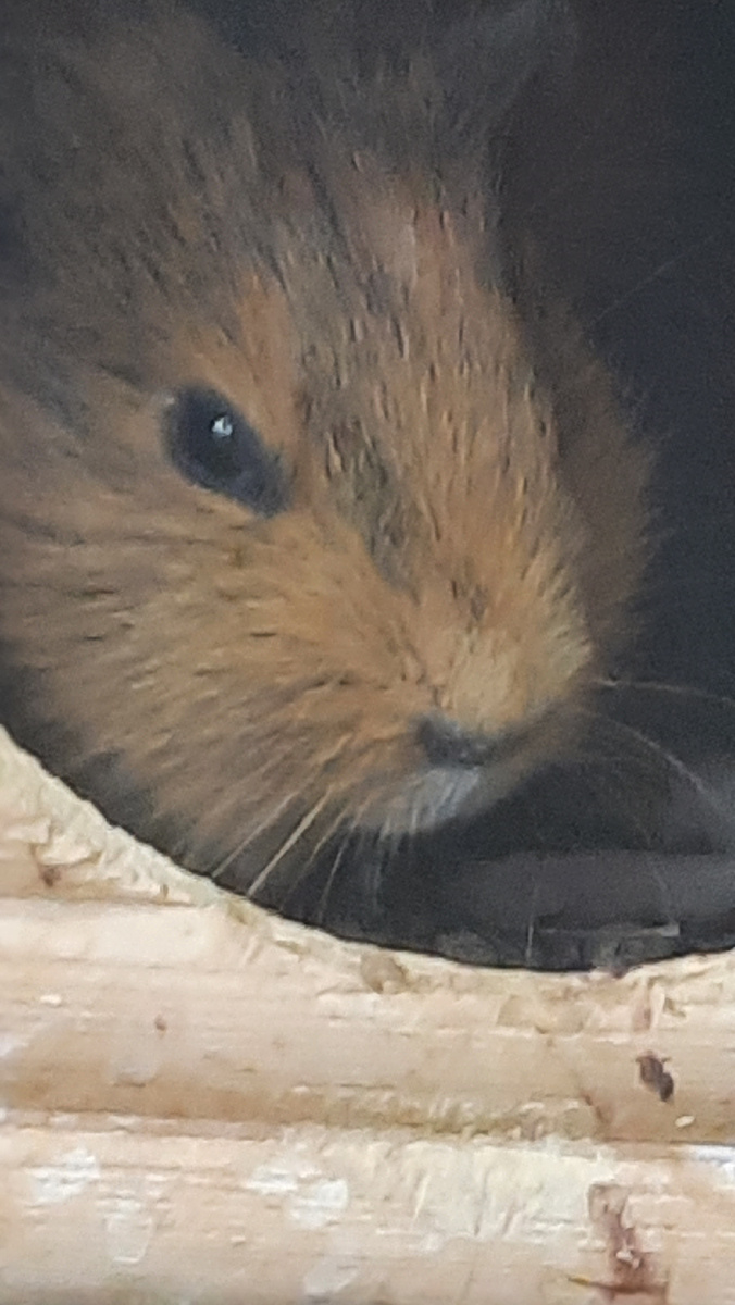 Одна из проказниц.