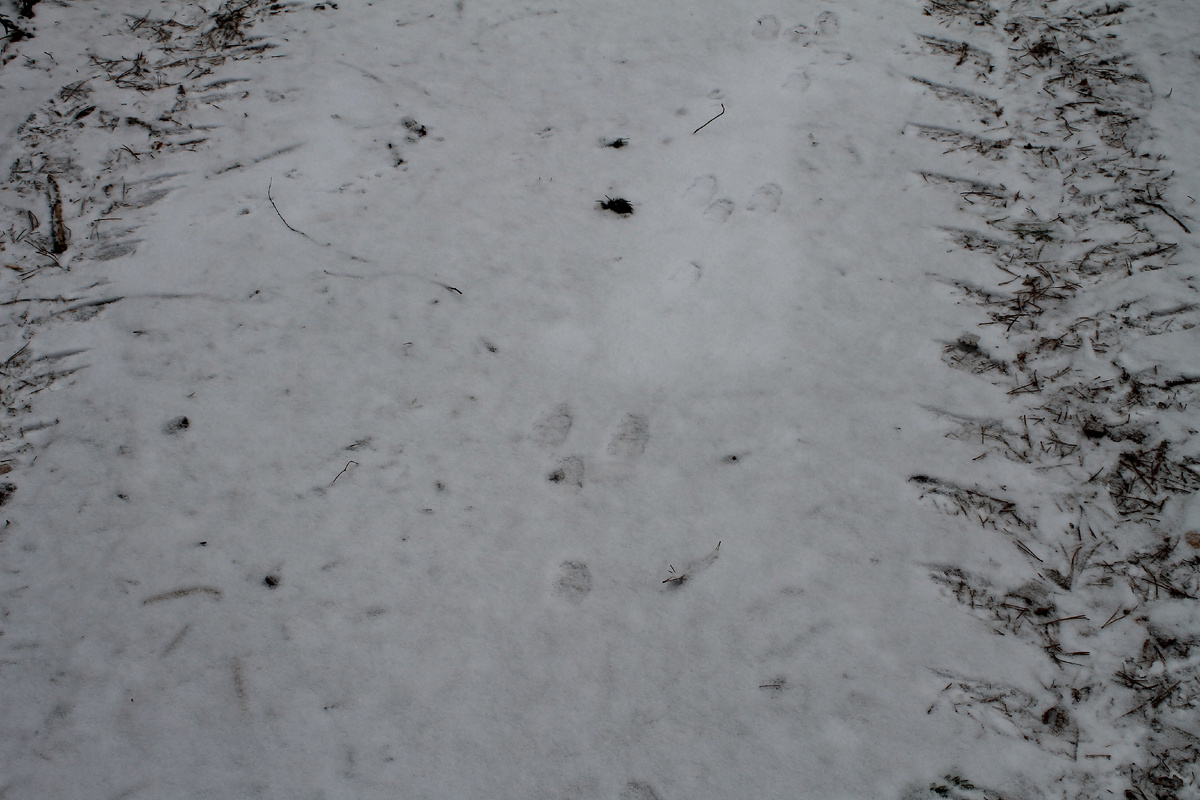 Заяц шёл по лесной дороге.