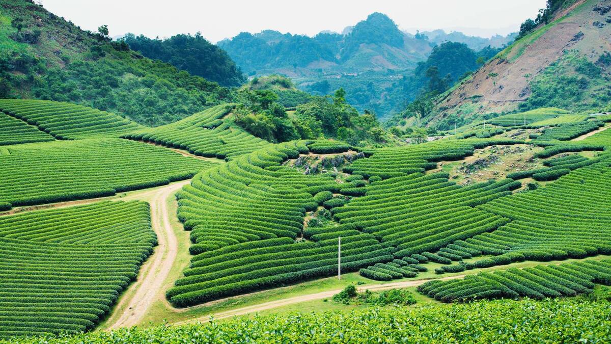 Этот край, благословленный мягким климатом и потрясающей флорой, становится все более популярным среди туристов и инвесторов.