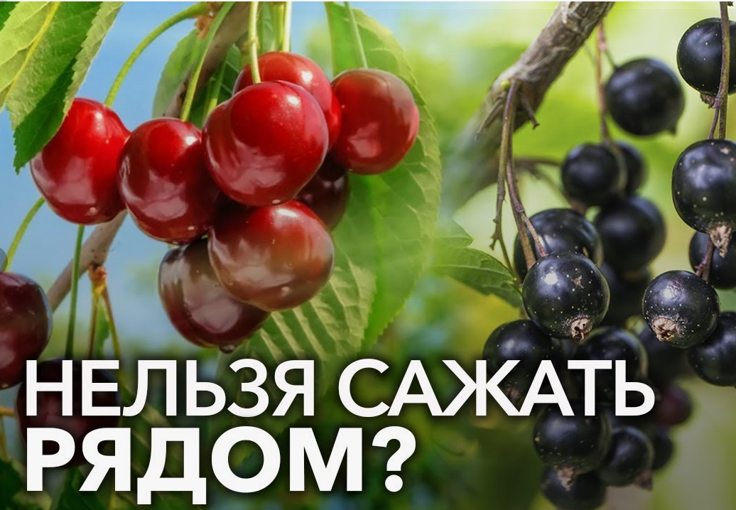 Дача. Сад. Цветы