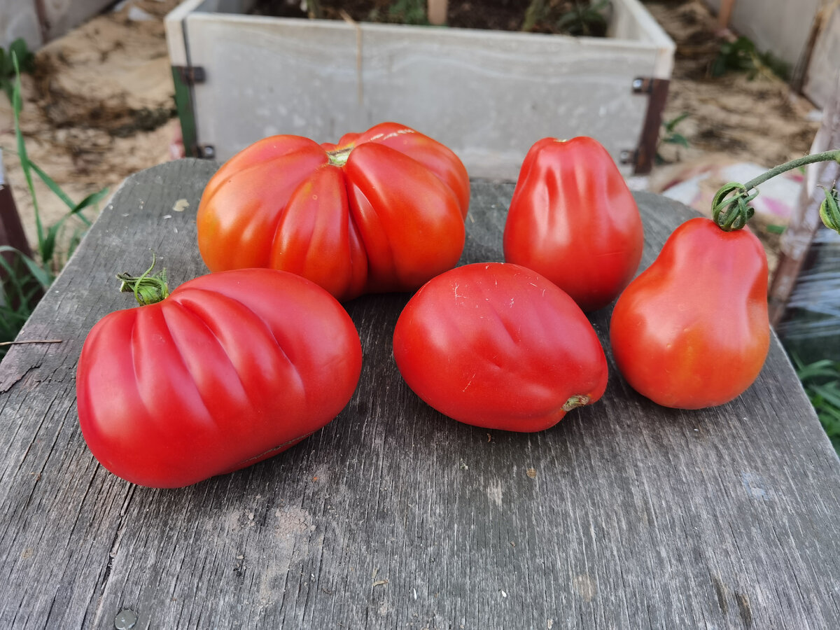 томат Сто Пудов