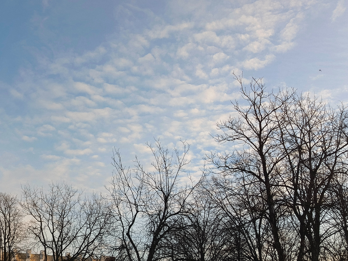 Небо в парке