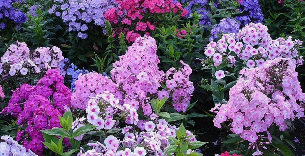 Флоксы: популярные виды, особенности посадки и организация ухода