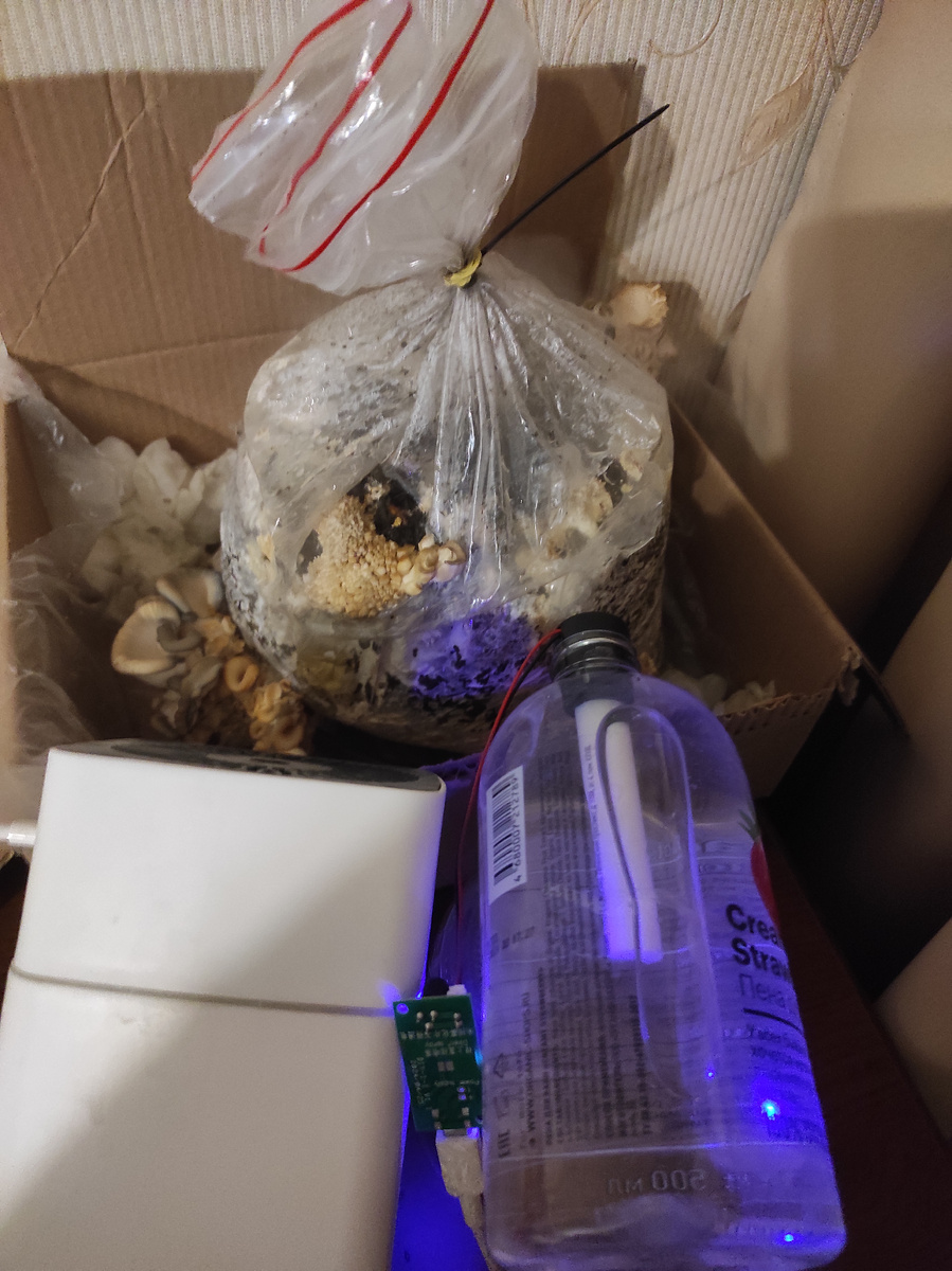 Грибница, справа виден увлажнитель