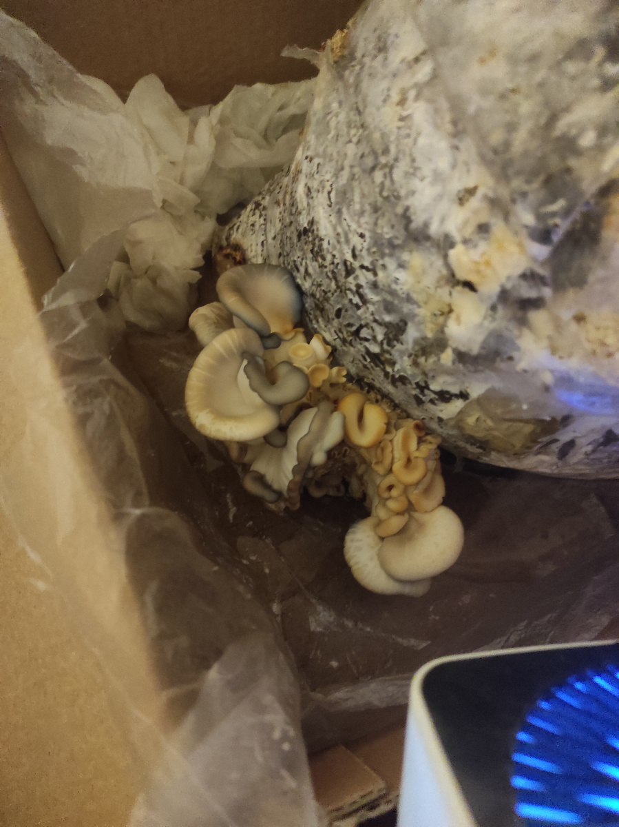 Вот такие всходы