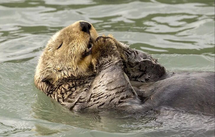 Christine Haines / Nikon Comedy Wildlife Awards 2024