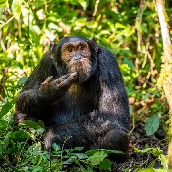 «Жаль, что Роден умер…»

