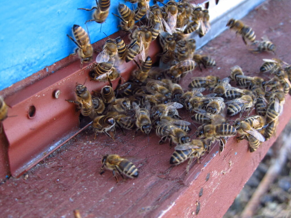 Пчёлы у летка после долгой зимовки.