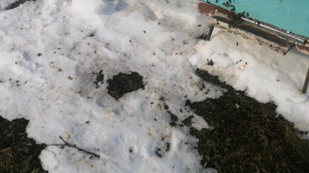 Снег в крапинку после первого облёта пчёл.