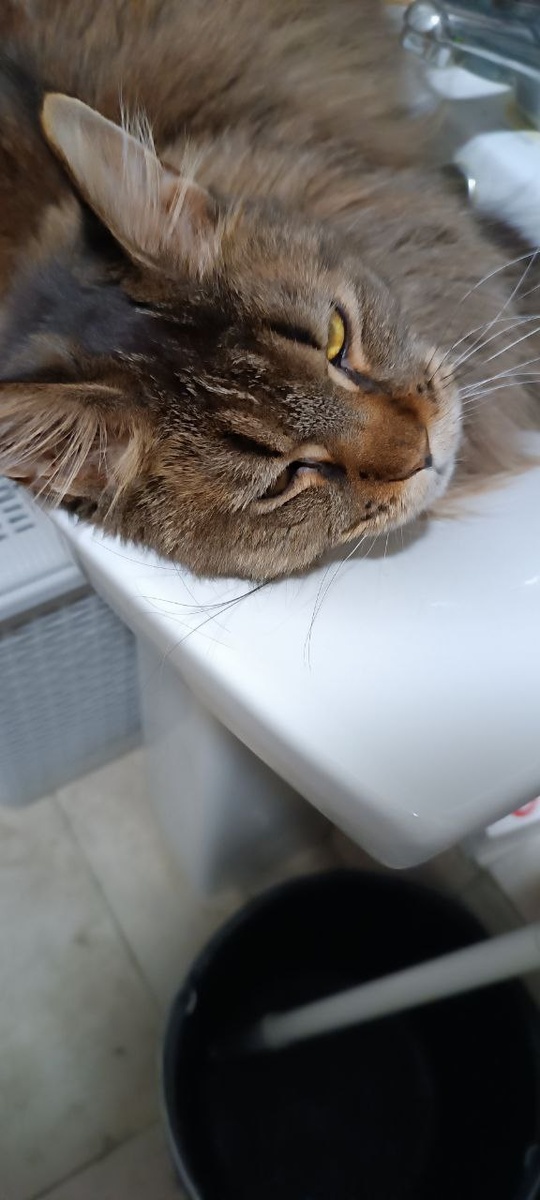 Думаю о двуноговском непонятном