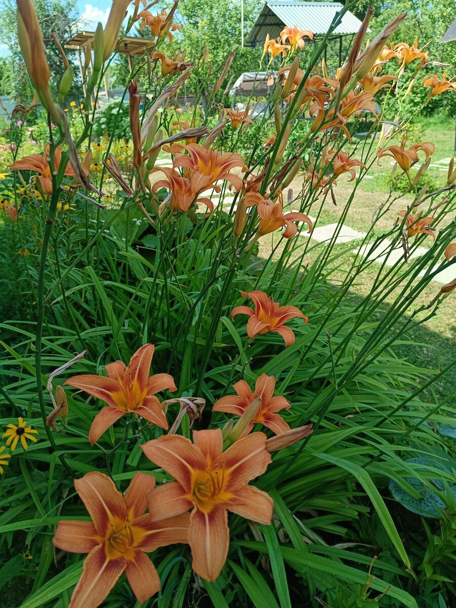 Лилейник в моем саду
